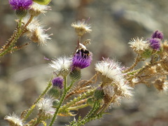 Carduus acanthoides
