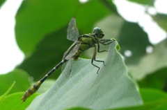Cyclogomphus heterostylus