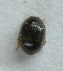 Stethorus