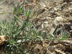 Bassia prostrata