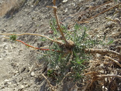 Bassia prostrata