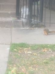 Sciurus niger