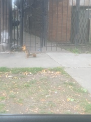 Sciurus niger