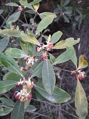 Pittosporum huttonianum