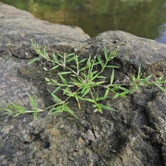 Eragrostis hypnoides