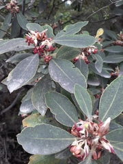 Pittosporum huttonianum