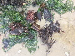 Macrocystis pyrifera