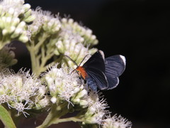 Melanchroia chephise