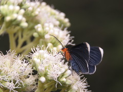 Melanchroia chephise
