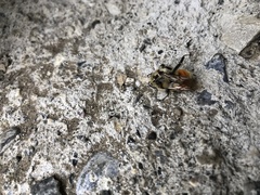 Bombus ternarius
