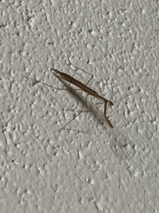 Bistanta mexicana