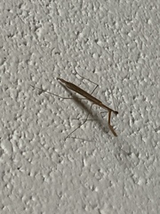 Bistanta mexicana