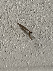 Bistanta mexicana