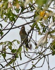 Pheucticus ludovicianus