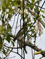 Pheucticus ludovicianus