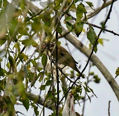 Pheucticus ludovicianus