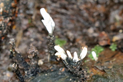 Calocera pallidospathulata