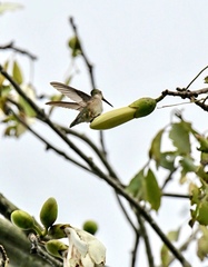 Archilochus colubris