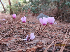 Cyclamen graecum