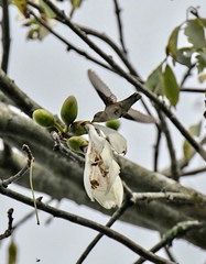 Archilochus colubris