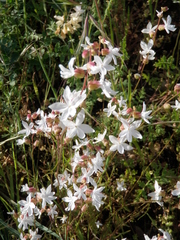 Lithophragma bolanderi