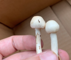 Zhuliangomyces illinitus