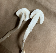 Zhuliangomyces illinitus