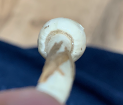 Zhuliangomyces illinitus