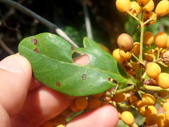 Davilla nitida