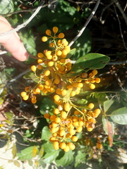 Davilla nitida