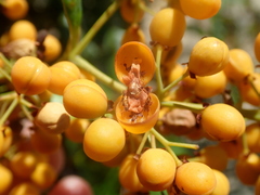Davilla nitida