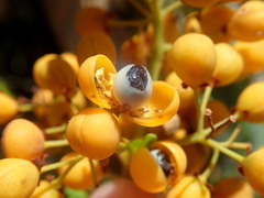 Davilla nitida