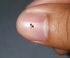 Insecta