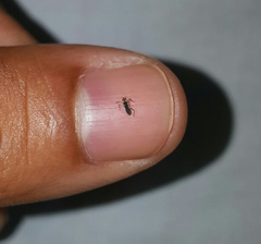 Insecta