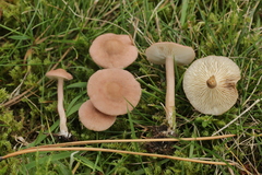Calocybe carnea