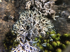 Physciaceae