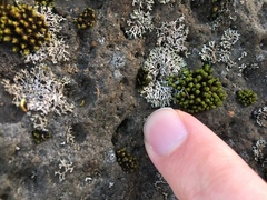 Physciaceae