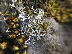 Physciaceae