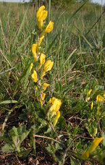 Chamaecytisus ratisbonensis