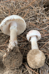 Amanita mutabilis