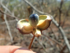 Dilodendron bipinnatum