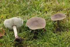 Melanoleuca polioleuca