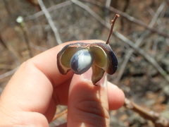 Dilodendron bipinnatum