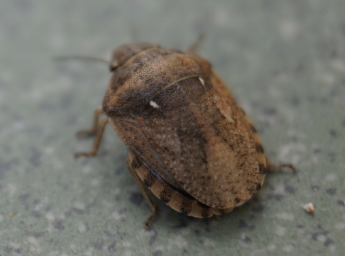 European Tortoise Bug, photo 3 of 8