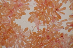 Melanoleuca polioleuca