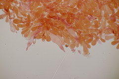 Melanoleuca polioleuca