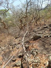 Dilodendron bipinnatum