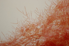 Melanoleuca polioleuca