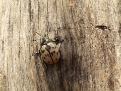 Leptinotarsa lacerata