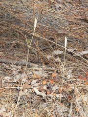 Calochortus macrocarpus macrocarpus